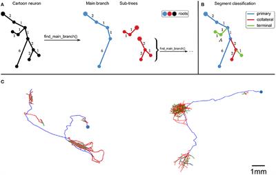 Fitting Splines to Axonal Arbors Quantifies Relationship Between Branch Order and Geometry